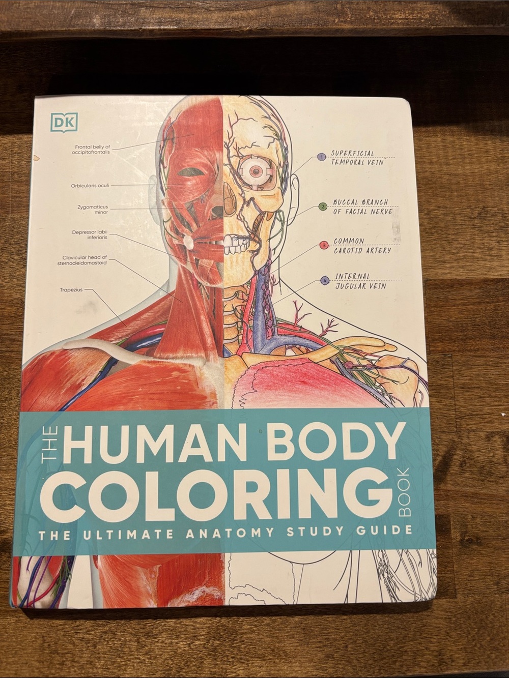 The Human Body Coloring Book - Blue Cover